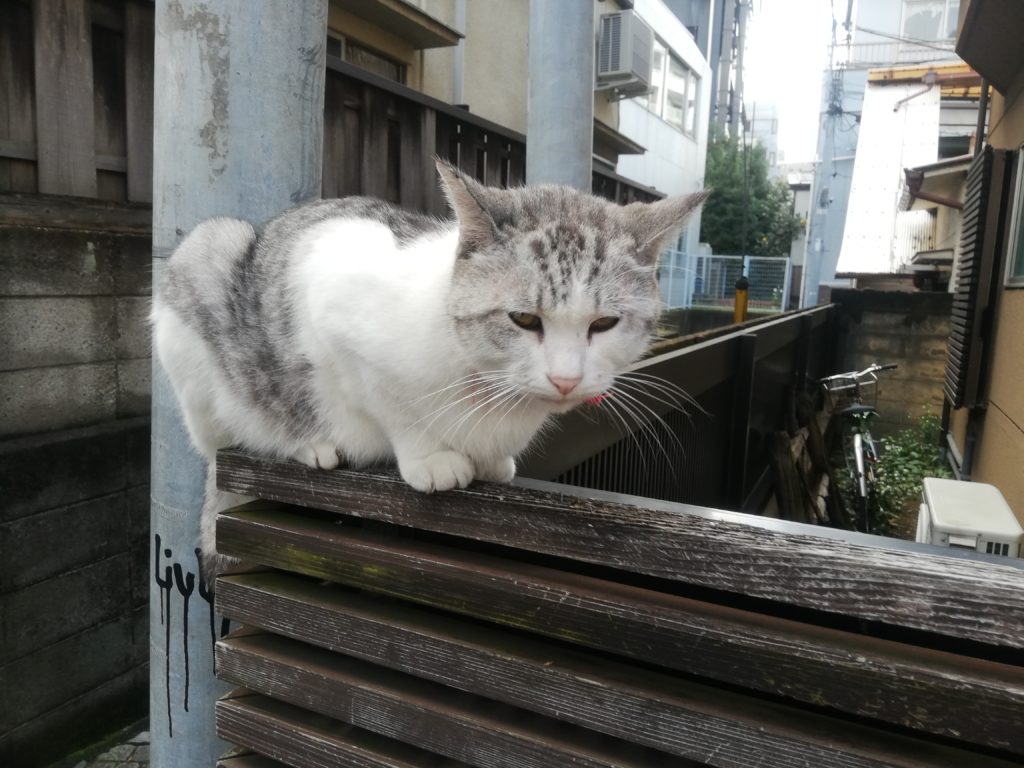 神楽坂の猫